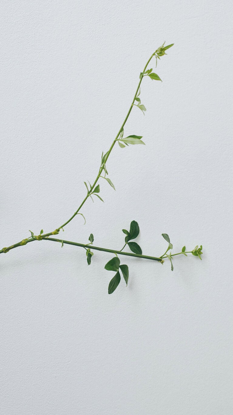 Zarter gr&uuml;ner Zweig mit Bl&auml;ttern vor einem hellgrauen Hintergrund in einer minimalistischen botanischen Komposition.