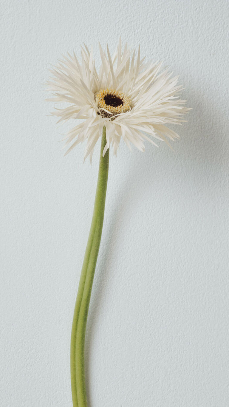 Flor blanca de tallo largo sobre fondo claro.