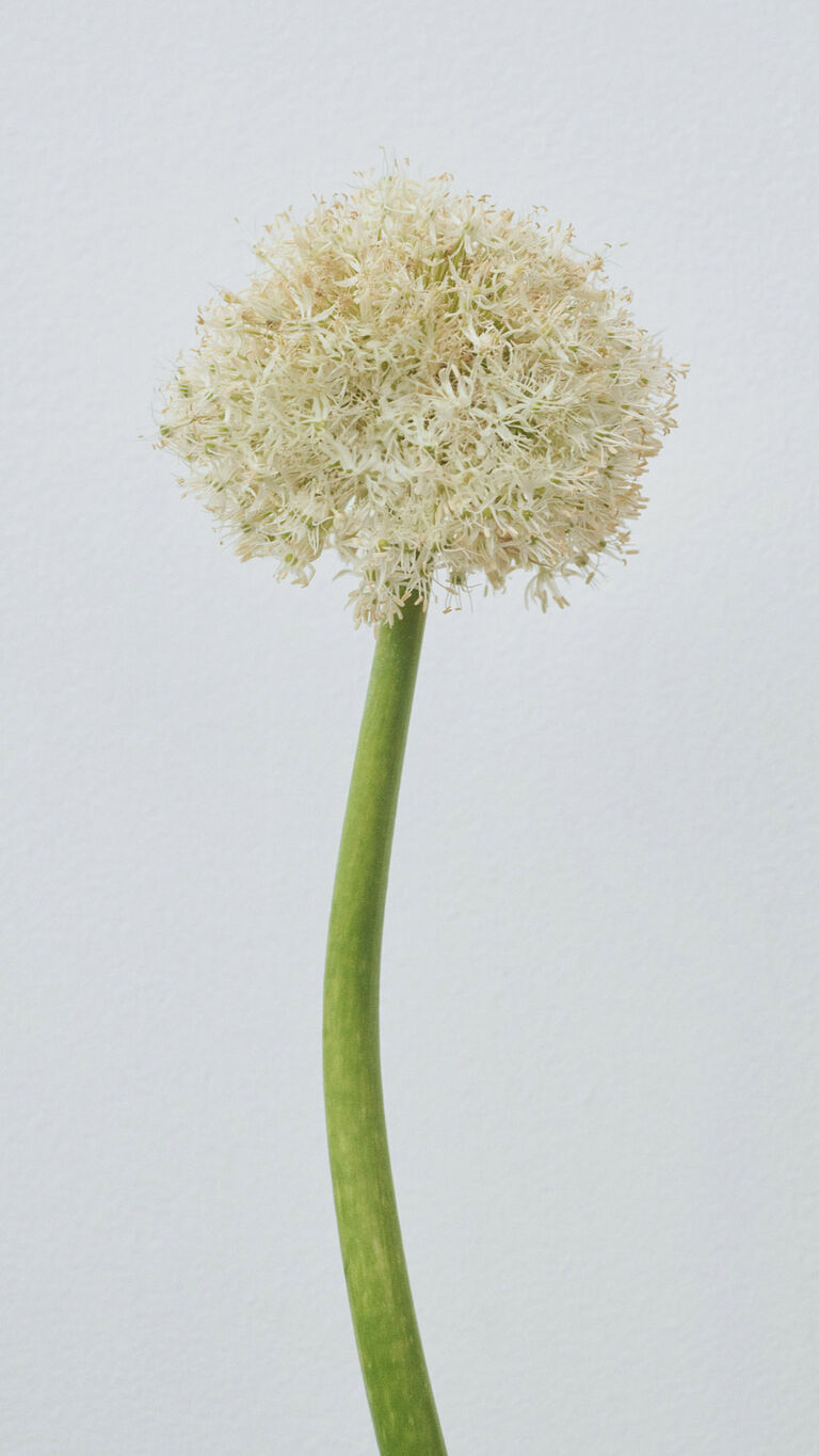 Primer plano de una flor de ajo ornamental blanca con tallo verde sobre un fondo claro. 