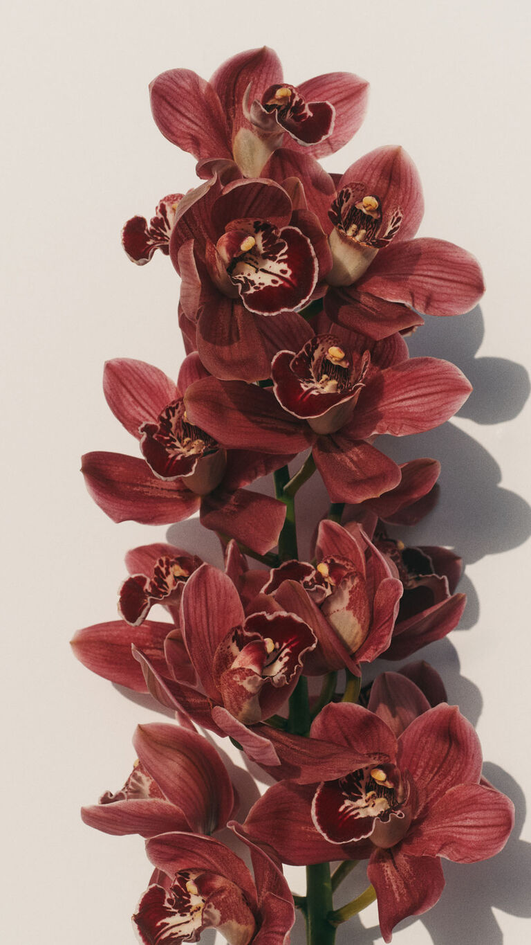 Orchidea rosso scuro in fiore verticale su sfondo bianco. 