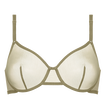 Salicorne