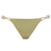 Alligator