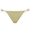 Alligator