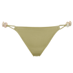 Alligator